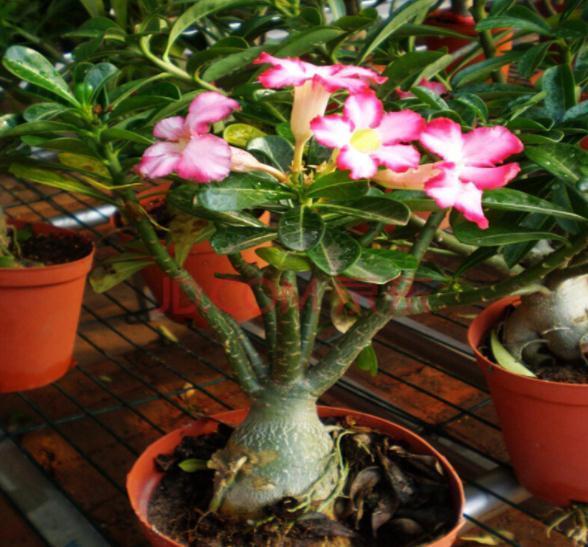 6种常见的“漂亮花”,好养少浇水,养成盆景“身价”翻倍