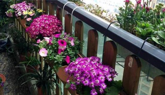 选择|同样是在阳台养花,为什么别人养的那么好,我却养一盆死一盆