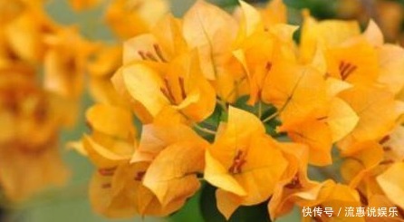 三角梅的种植扦插方法及种植技巧,干货满满