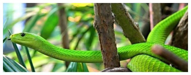 4类蛇的决战，所有蛇战无出其右，让您快速看懂！