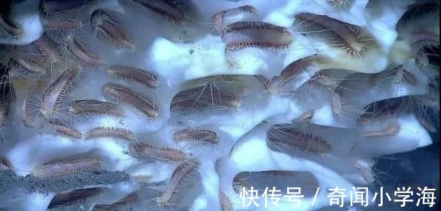24个冷知识：生物老师看完直呼不可思议，但却真实存在的有趣知识。