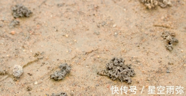 废物肥|用这2样“废物肥”养花,家人再不嫌弃我败家了