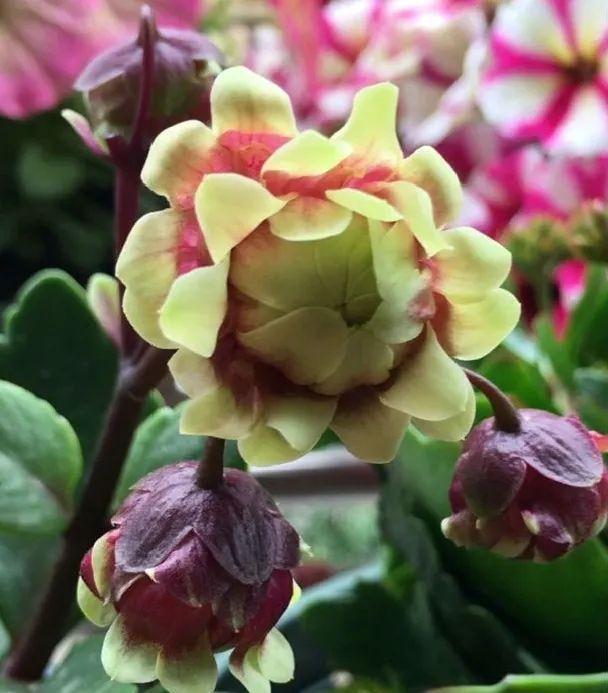 这盆吊兰养2年,年年开满小金鱼,大吉大利好喜气