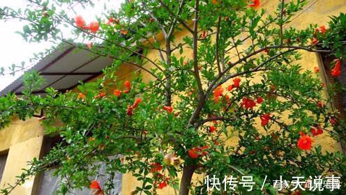 4种“镇宅”树,家里有地方,至少放上一盆,吉祥还旺财!