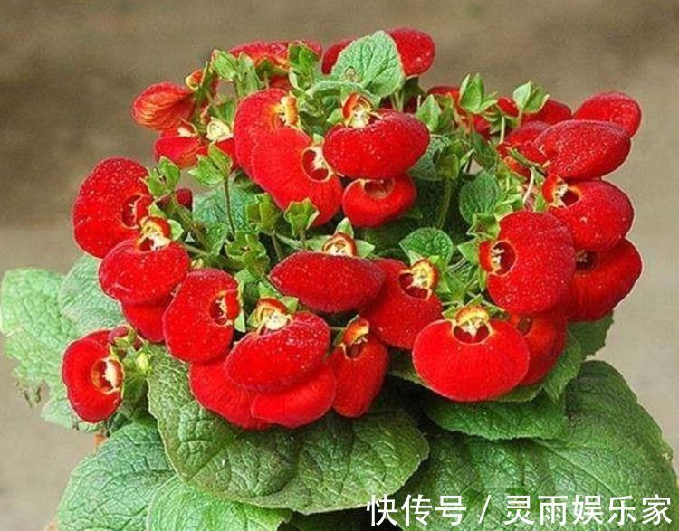 适合新手养的几种花,好活易爆盆,开花美长势旺