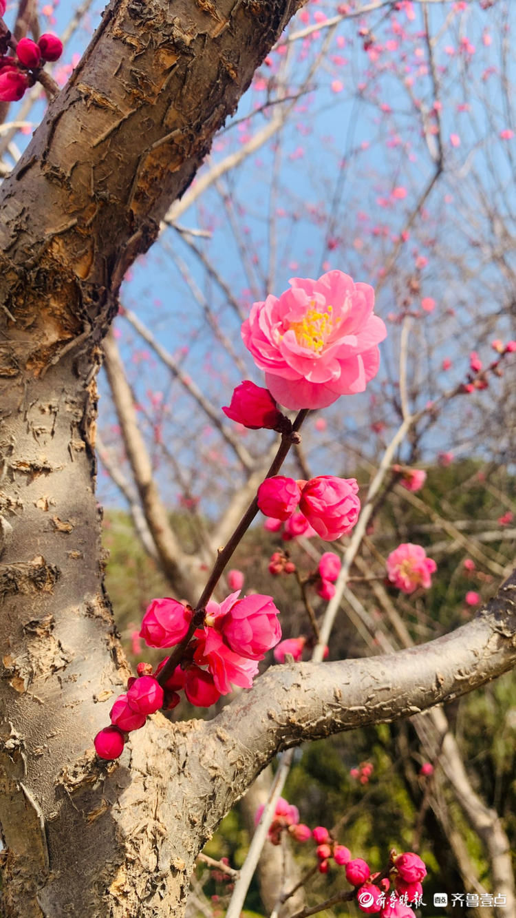 好美的红梅，赏花走起！济南趵突泉梅花盛开娇艳多姿|情报站| 好美的红梅，赏花走起！济南趵突泉梅花盛开娇艳多姿\＂,\＂i12\＂:\＂情报站