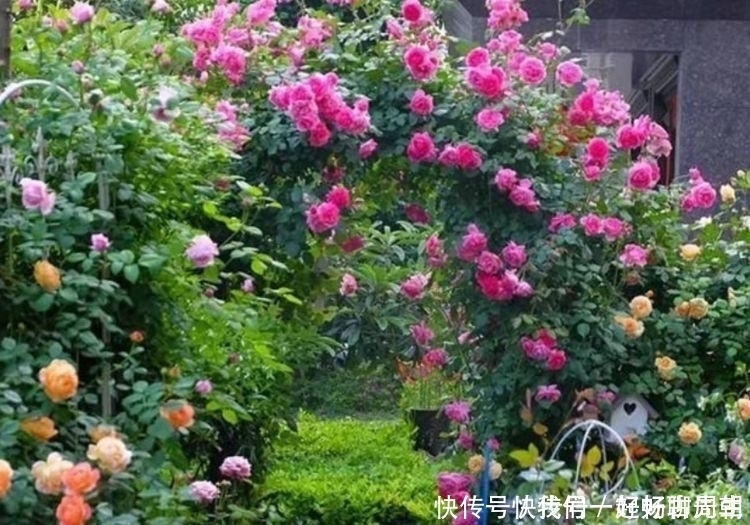 超迷人的4种花，花色超美，一年开花多次，你值得拥有