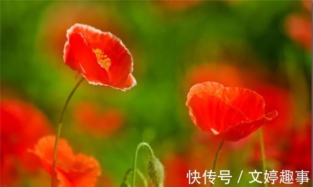 项羽本纪$辛弃疾两首《赋虞美人草》赏读:人间不识精诚苦,贪看青青舞