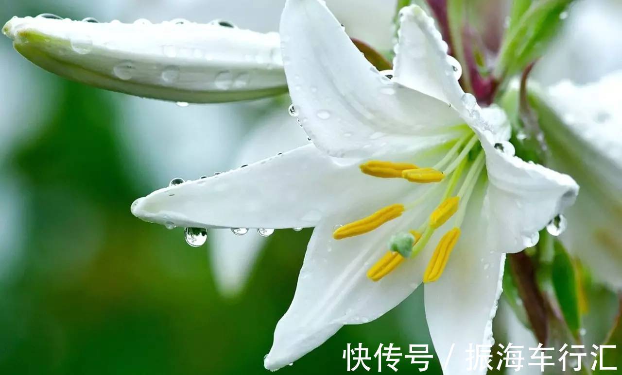 此花为玛利亚的象征,被多个国家视为国花,在中国具有伟大的寓意