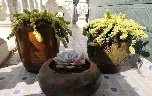 农村“穷养”多肉,一养一个大老桩,群生养爆盆