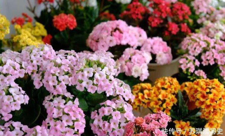 枝头|此几款花卉便宜又好养,不闻不问,枝头窜满花苞