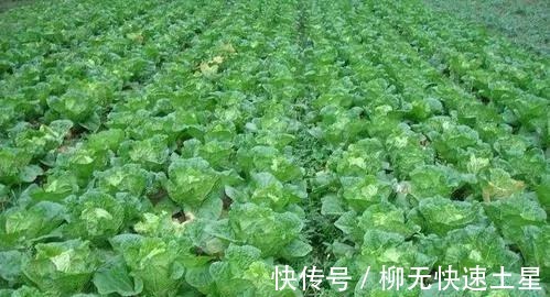 小朵$冬荣(闲致散文)!