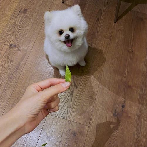 张馨予菜园子中莴笋收获，网友：没错了妥妥的“最美农场主”