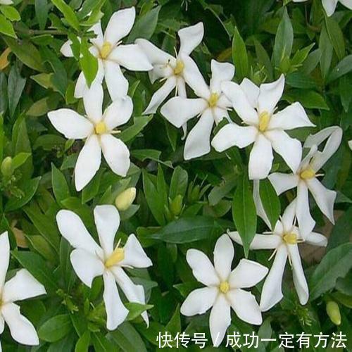 栀子花总黄叶给它喂点酸水,叶子返青绿油油