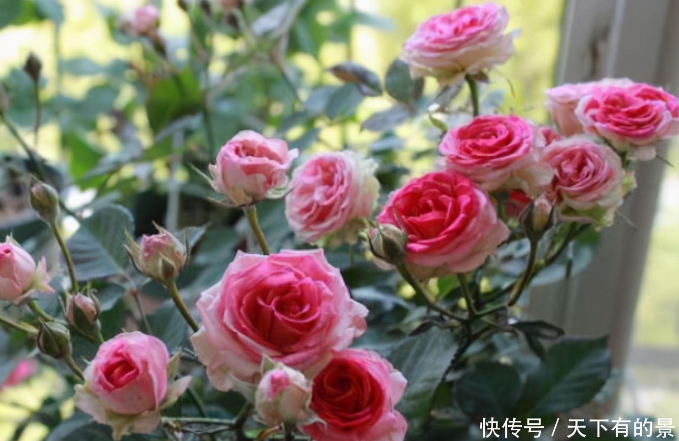 室内养花最烦“病虫害”,告诉你这些关键点,让花少生病