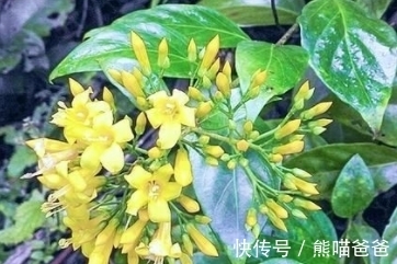 金银花|会开金黄色的小花，常被误认为是金银花，不要随意采摘
