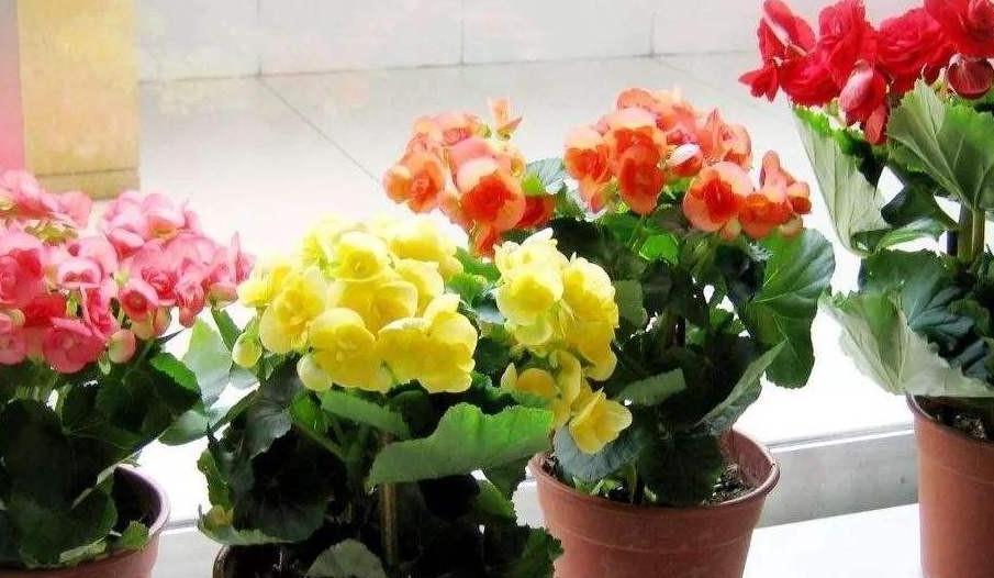 入冬后,家里养4种洋气的小盆花,花色艳丽,十分喜庆,真值