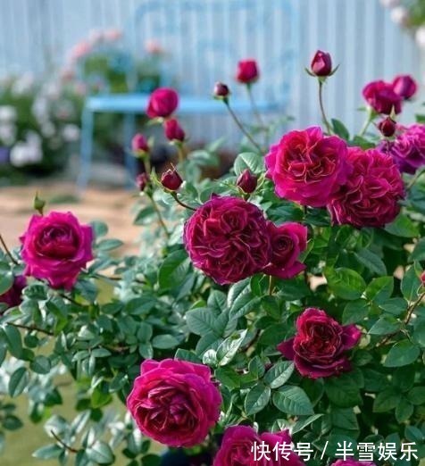 月季花|养月季花，1种肥料不可少，每月给它浇2次，一开花就大半年