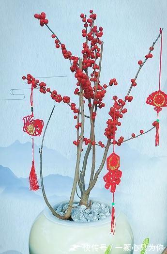 “新宠”北美冬青气质款植物，观果植物中的轻奢品