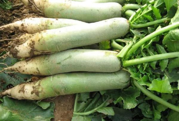 食物|医生透露癌细胞特怕的几种食物,经常吃一点,癌症远离你