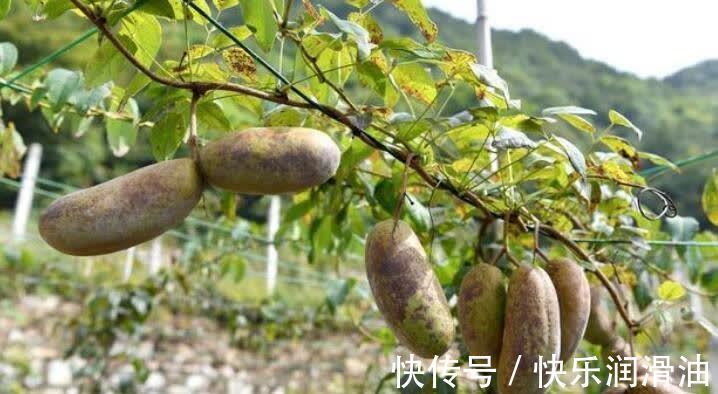 宣传|曾是南方农村野果,如今十元一斤,成网红果,北方人却表示没见过