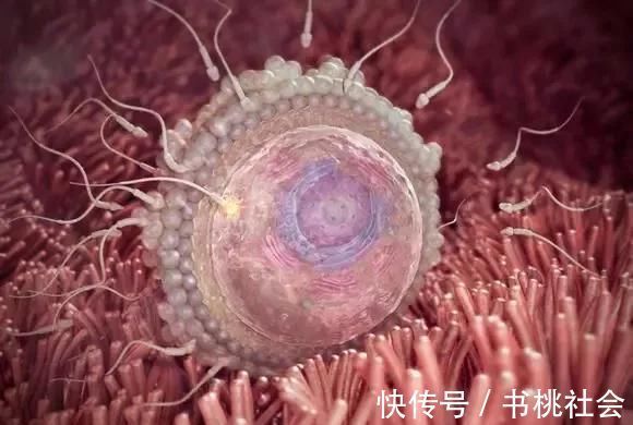 孕妈|子宫内胎儿0~40周,发育变化全过程,太神奇了!