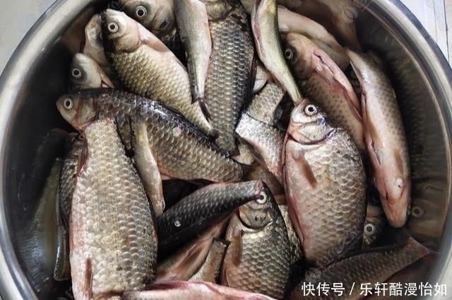 鲫壳|老人俗话“割肉不割槽头肉，买鱼不买鲫壳鱼”，你知道啥意思吗