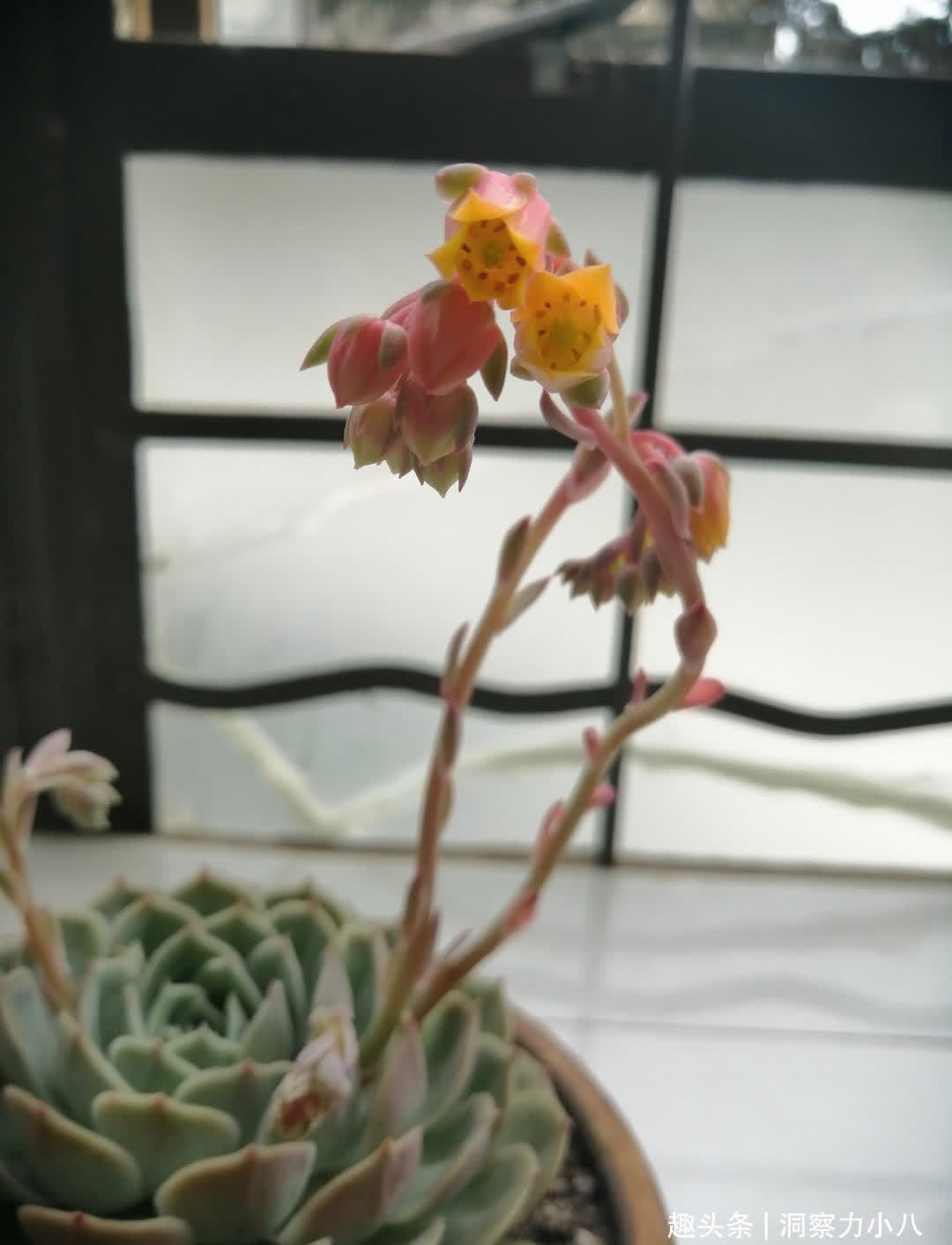 多肉入春易长“小尾巴”,别犹豫快掐掉,否则容易摊成“一张饼”