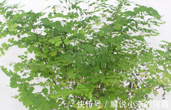 植物|盘点室内十种不喜光植物,一个比一个都好养