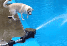 |搞笑动图:这是个什么怪东西,接我一掌!