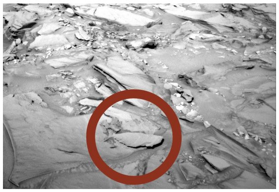 真相 火星上有蘑菇生长？“真像”中的“真相”