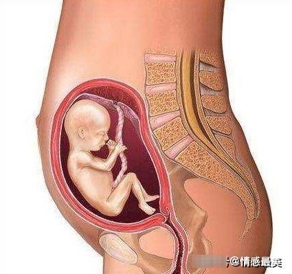 怀孕|怀孕5个月肚子显怀吗？5个月胎儿发育得怎么样？你想要的都全了