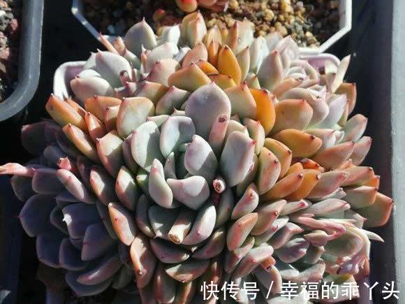 养多肉的花友,在12月份都在做“3件事”,多肉肥美胖成球