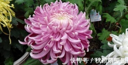 喜欢菊花,不如养“传统名菊”兼六香菊,叶大肥厚,花姿独特