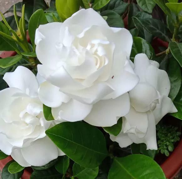 33种花，33首歌，太美了！