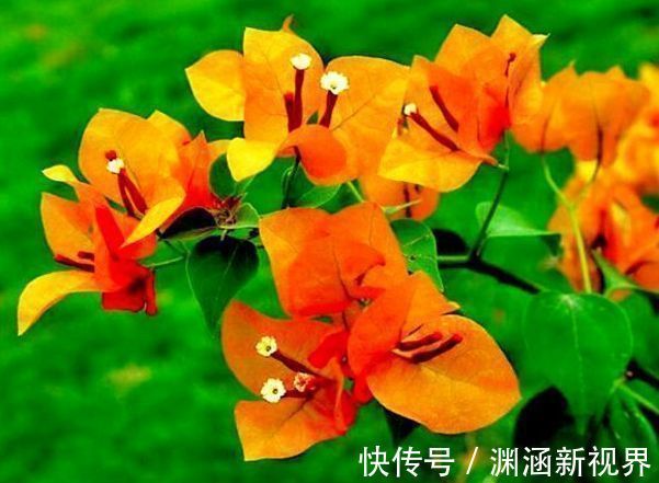 爆盆|喜欢三角梅，就养盆“珍稀名品”柠檬黄三角梅，开花爆盆高贵典雅