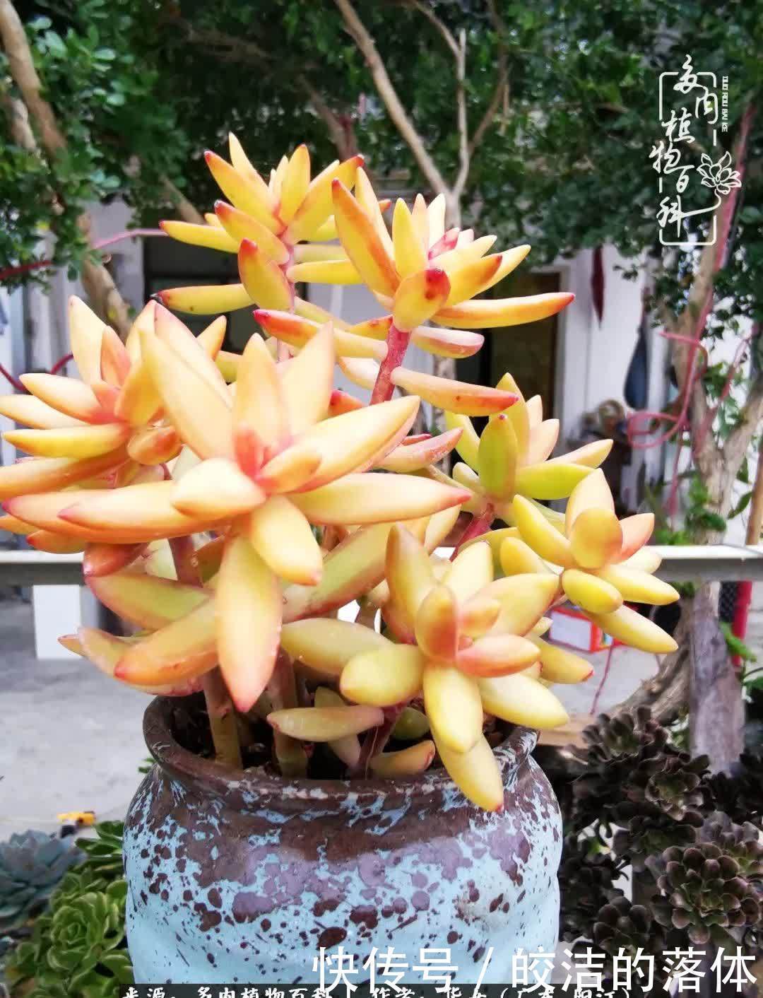 广东的冬天是多肉的春天,时间是最好的魔法师!