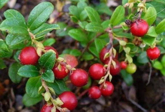 八月瓜|农村野果大全，儿时常吃的味道，吃过15种以上没多少人！