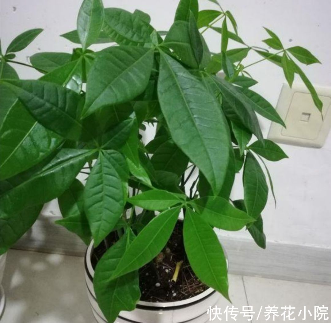 3种花,冬天要“穷养”,难怪总是养不好