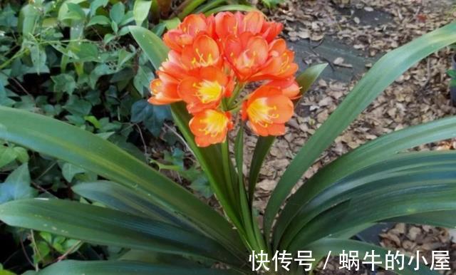 盆栽|立秋后，打理君子兰盆栽，甭急着干这3件事，不然人受穷花遭殃