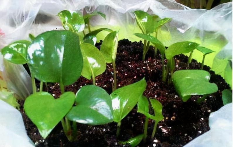 分享2个冬天扦插的小方法,10种花现在扦插正当时,生根快又壮