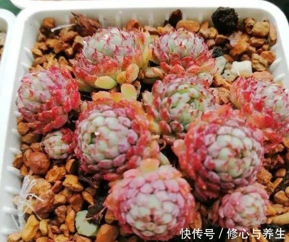 5种多肉“不好养”,新手不敢碰,老手养不好,看看你家有没有!