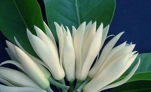 绿萝不要养了,我国“最美花卉”,一年花开180天,比桂花香极了