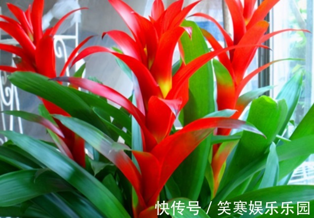 富人喜欢养的4种花,旺人又聚财,寓意美好收获幸福