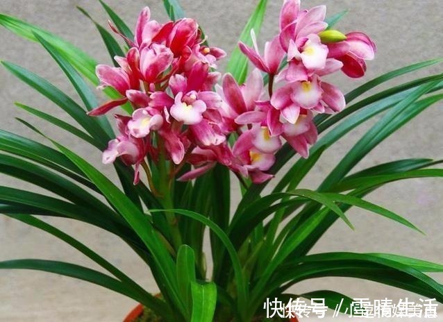 兰中香祖|此兰被誉为“兰中香祖”,一年开花6次,花量巨大,花香浓醇持久