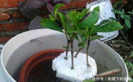 扦插|最容易扦插存活的3种花，剪一根枝条插土里，下月就是一盆新植株！