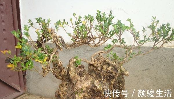 施肥|树桩盆景养护心得,造型、浇水、换盆这5点最关键