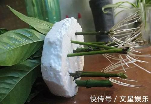 生根剂|最厉害的生根剂，用来养花，轻松养出大白根，啥花都喜欢