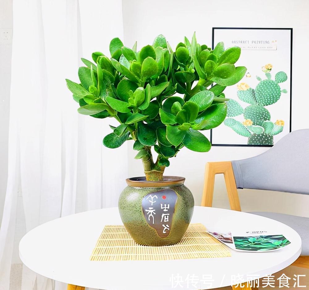 10种花“冷天”长得慢,“穷养”多晒更健壮,不然易烂根,难过冬