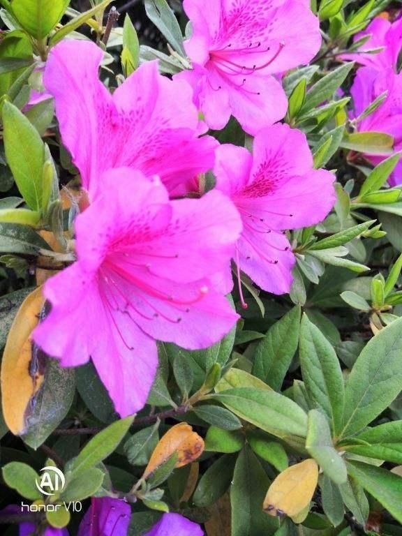 杜鹃花|能活几十年的花,家里养一盆,还能作传家宝